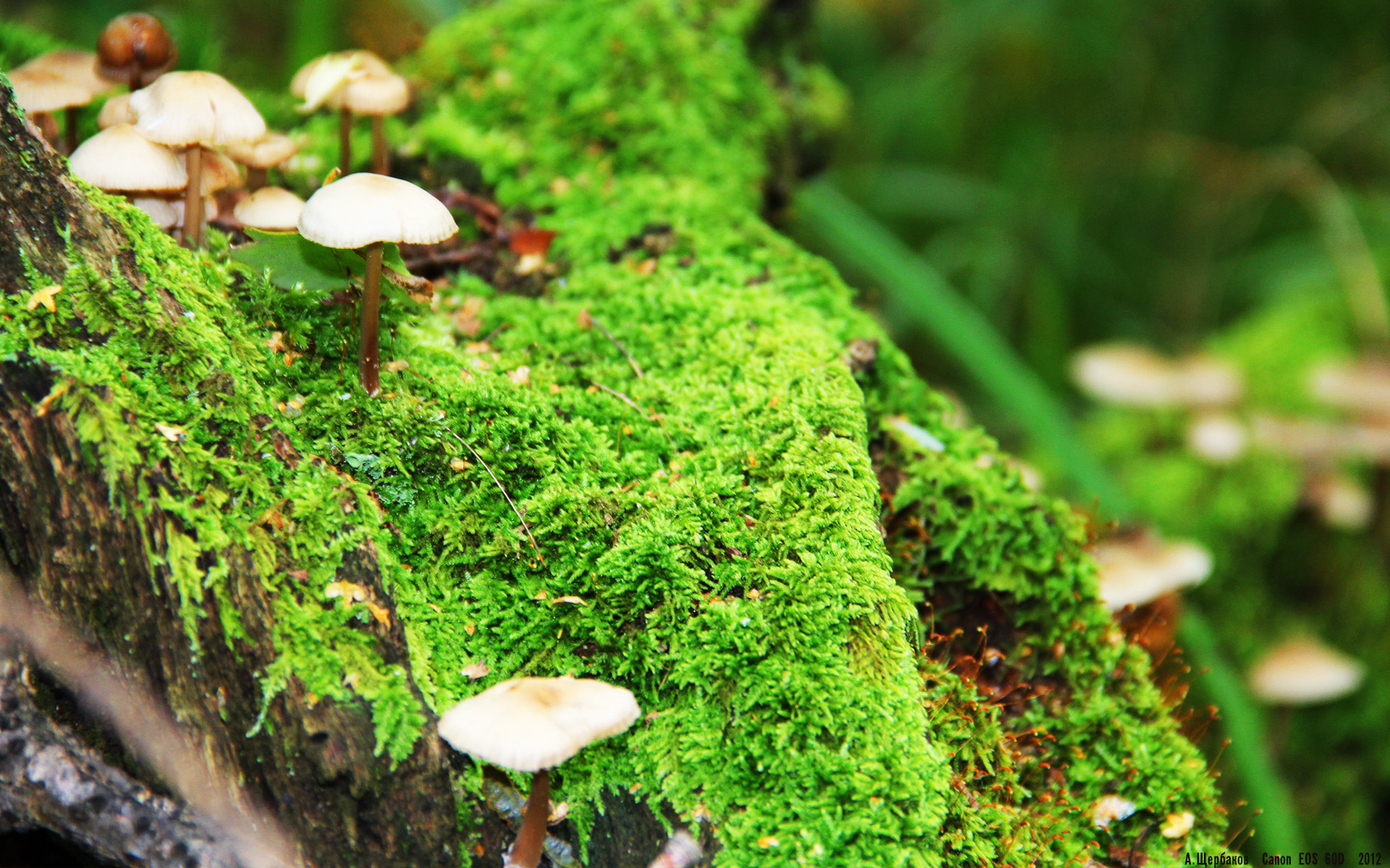 多特蒙德主场胜利尤文图斯，晋级半决赛！，多特蒙德对斯图加特直播