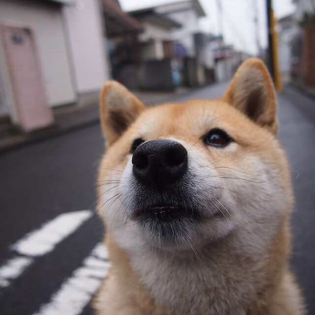 奥斯汀马刺球员伤病恢复良好,斯伯丁马刺篮球