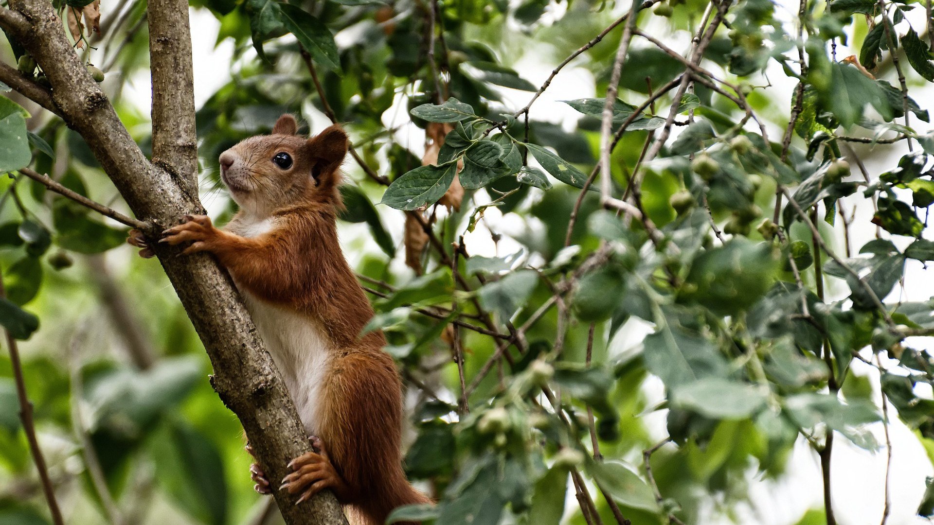 广东队表现抢眼,引领全国篮球热潮,广东篮球队最新动态