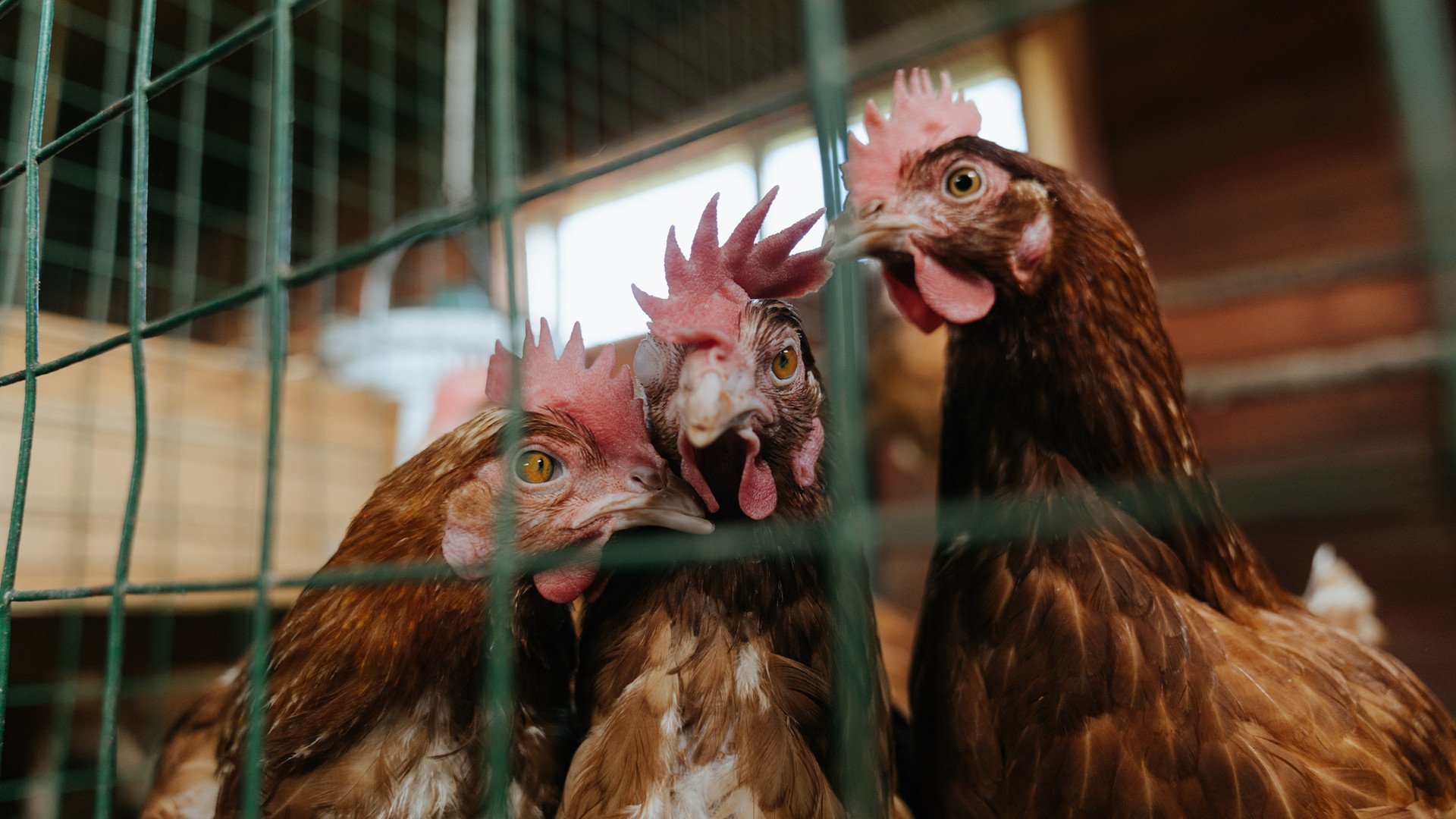 摩纳哥客场小胜雷恩,取得三连胜,摩纳哥对阵雷恩