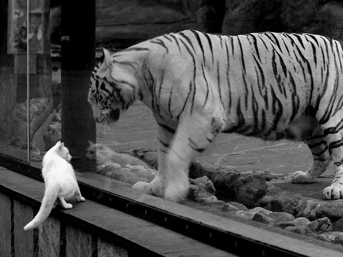 本土篮球明星成长轨迹，篮球明星历史