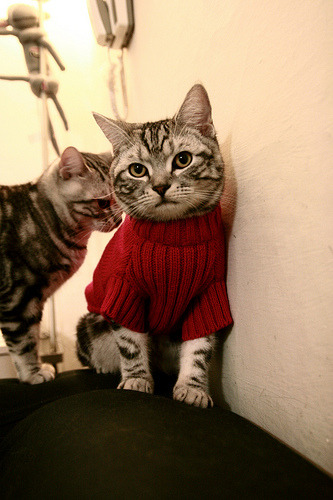 精彩纷呈的足球盛宴,女子比赛激情澎湃,女子足球大赛