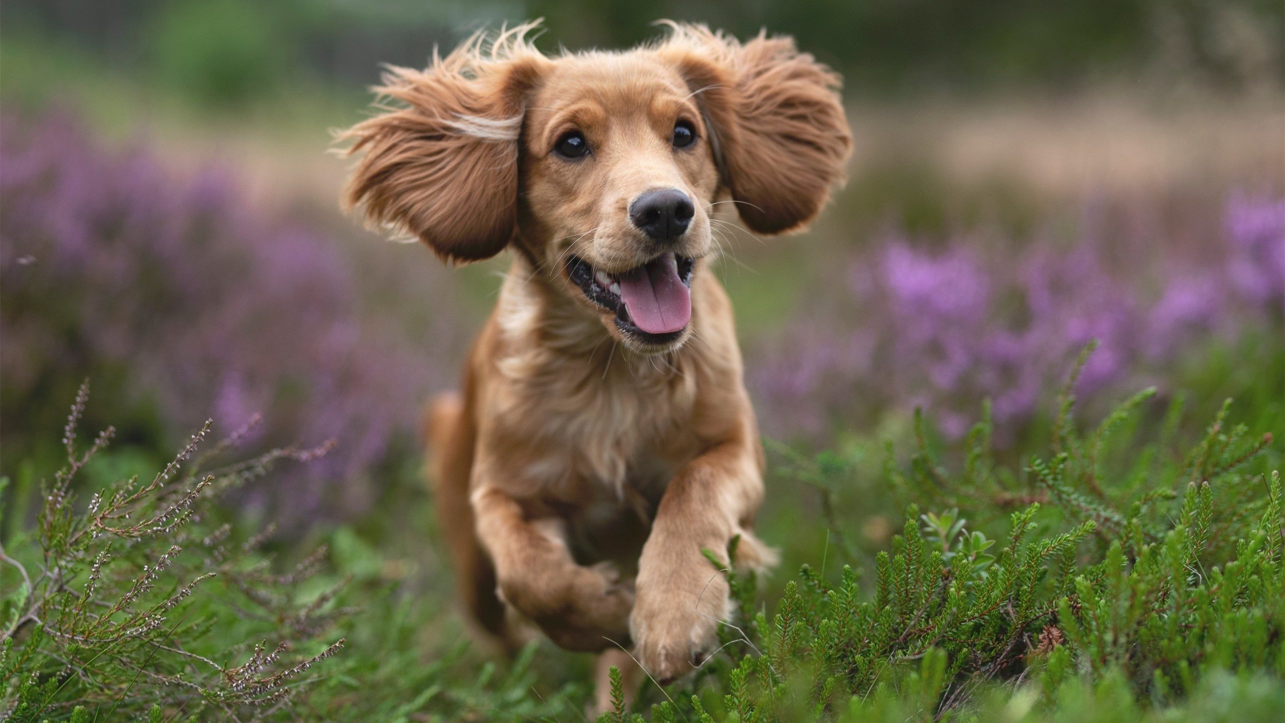 阿斯顿维拉门将神勇扑救,帮助球队逼平对手,阿斯顿维拉球迷