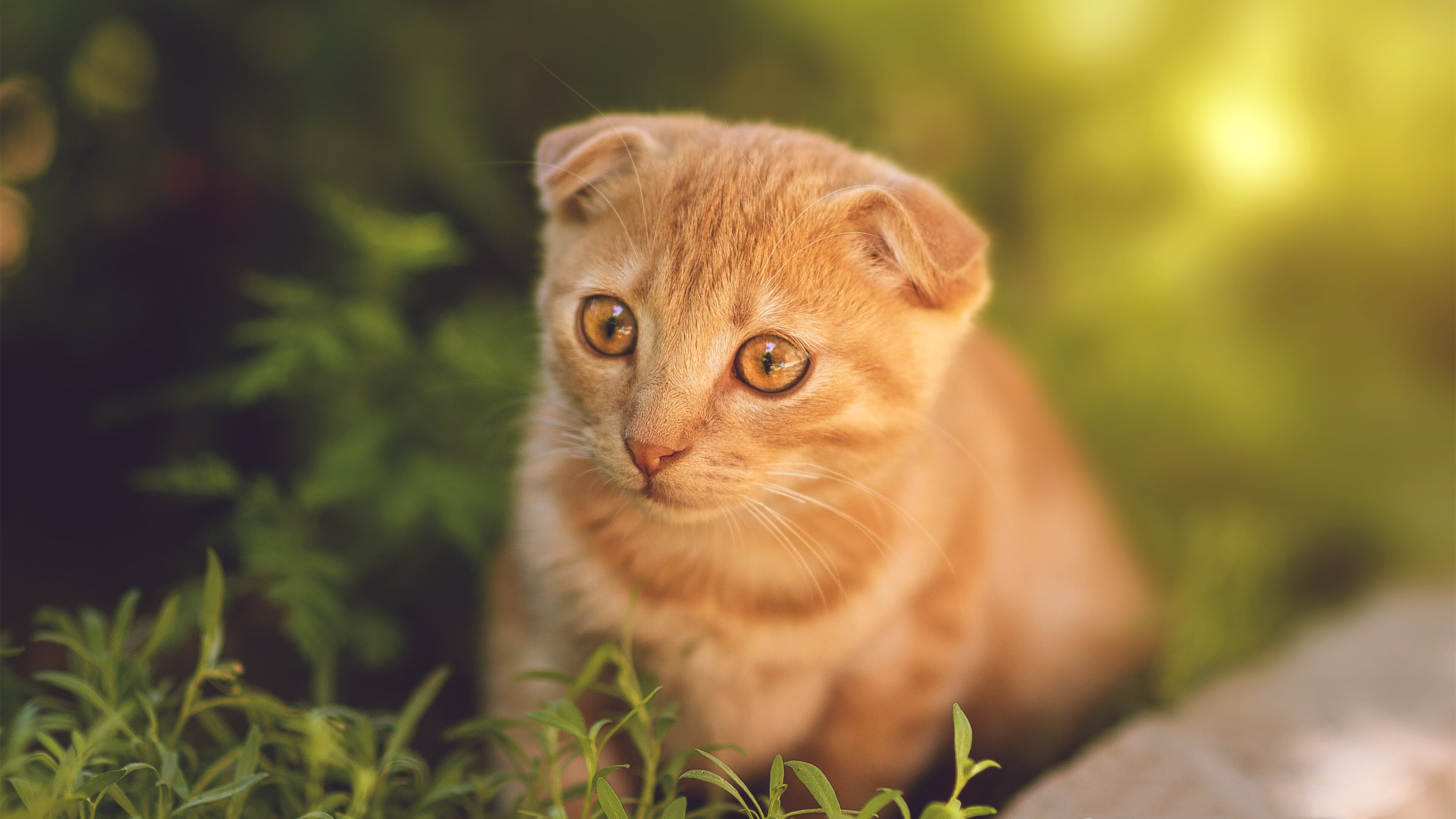 体育新闻中心参与制定数字体育内容服务规范,体育数字化改革