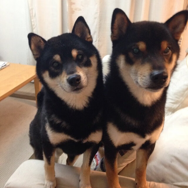 埃及队如何在2024年世界杯中冲击强队,埃及参加世界杯