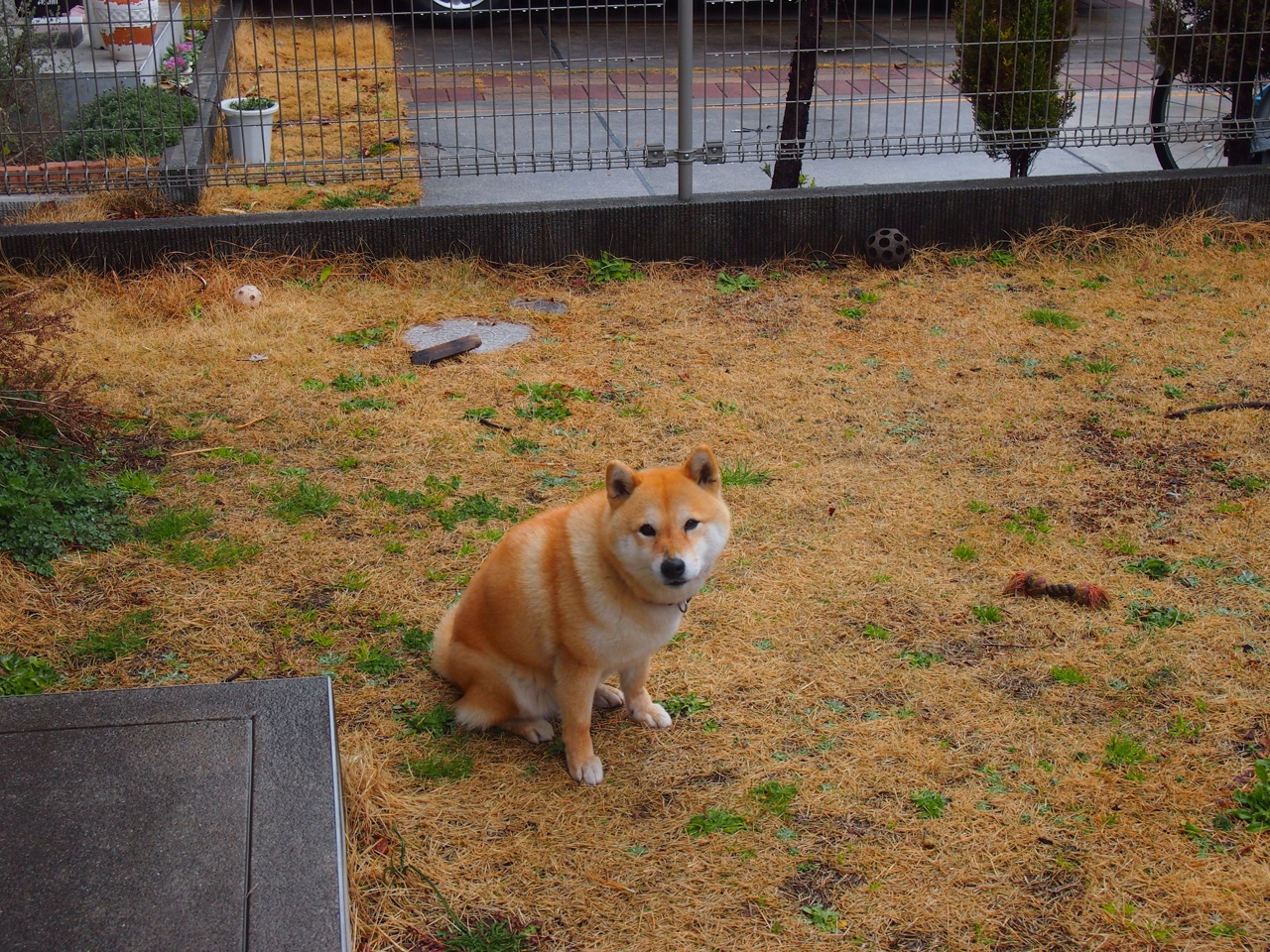 “尼古拉斯·桑特基的进攻掌控力,成为阿根廷美洲狮队的强大武器”