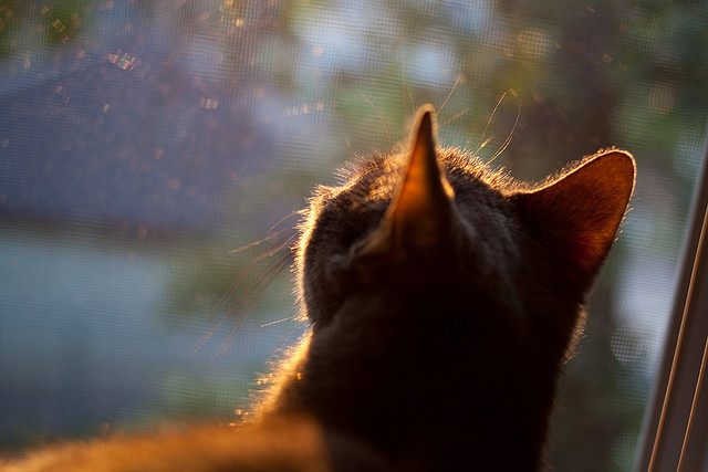 勇士视频分析团队新成员亮相,勇士队剪辑