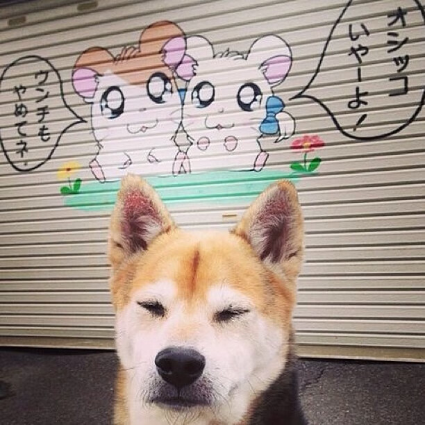 意甲国际合作与文化交流项目,意甲国际队