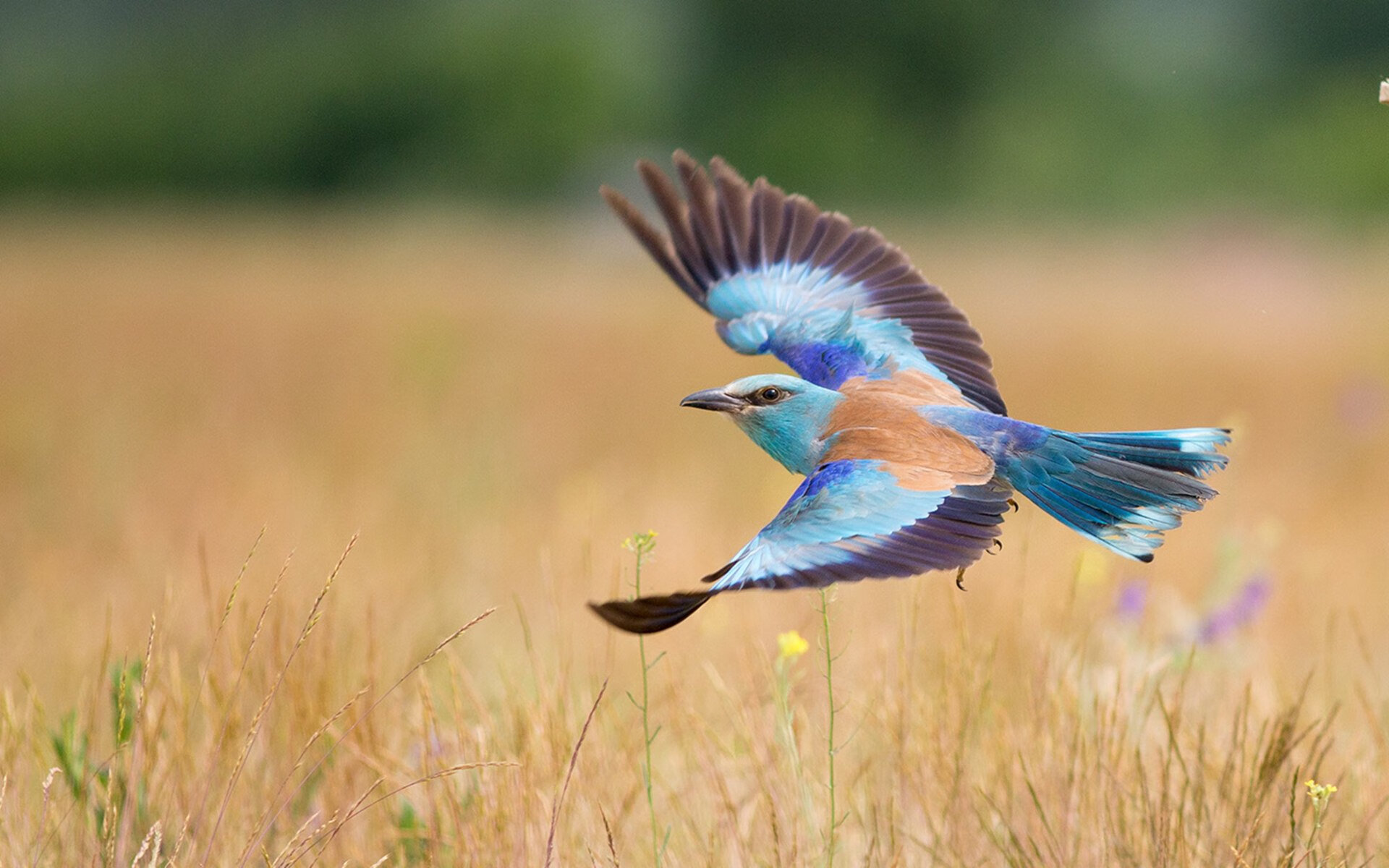 跳水技术提升中立代表队A得分稳定，跳水队规则